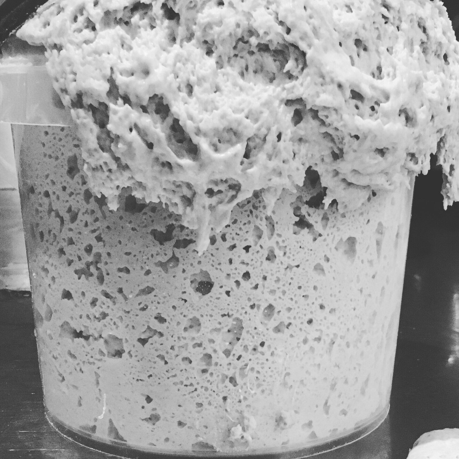 SAN FRANCISCO SOURDOUGH STARTER FRENCH BREAD YEAST SALLY