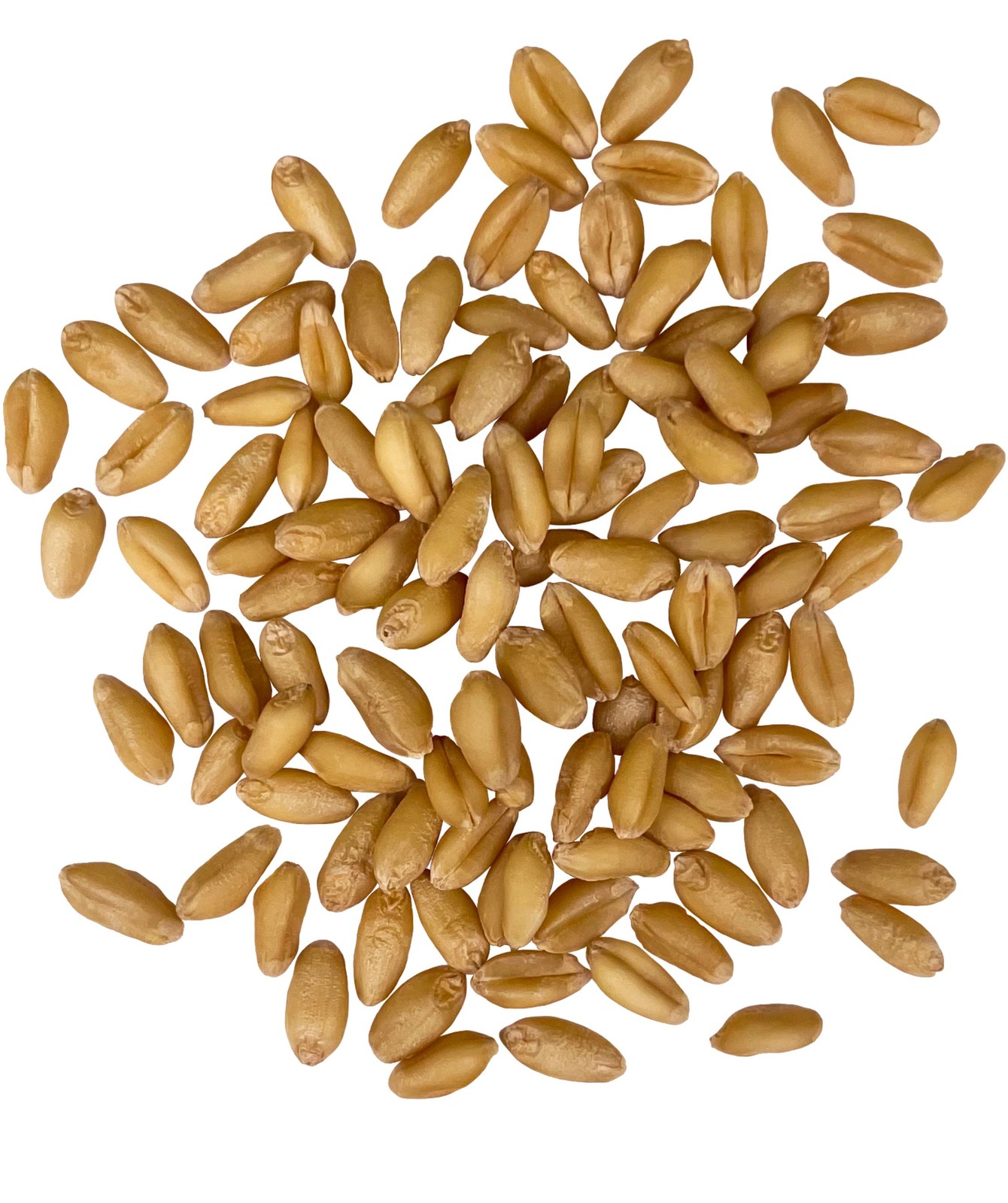 Palouse Brand Soft White Wheat Berries | Bulk | 25 LBS