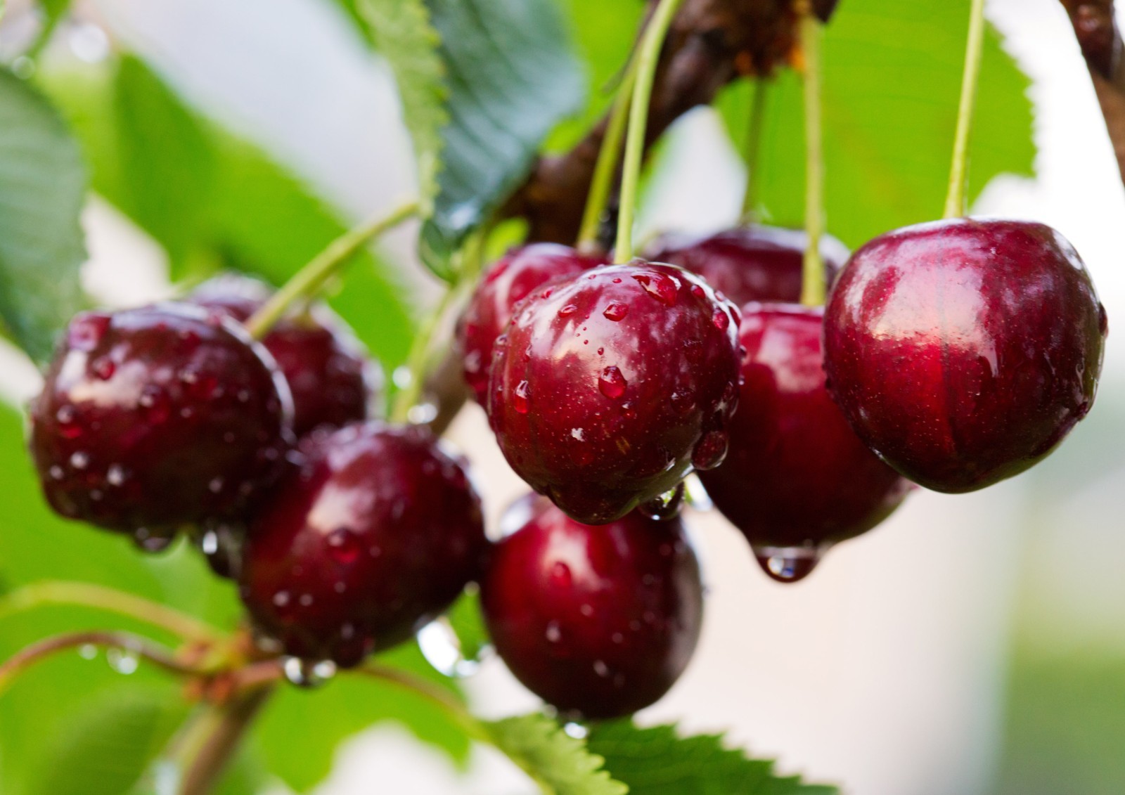 Organic Dried Unsweetened Sour Cherries – Pitted Cherry Fruit – by Food to Live