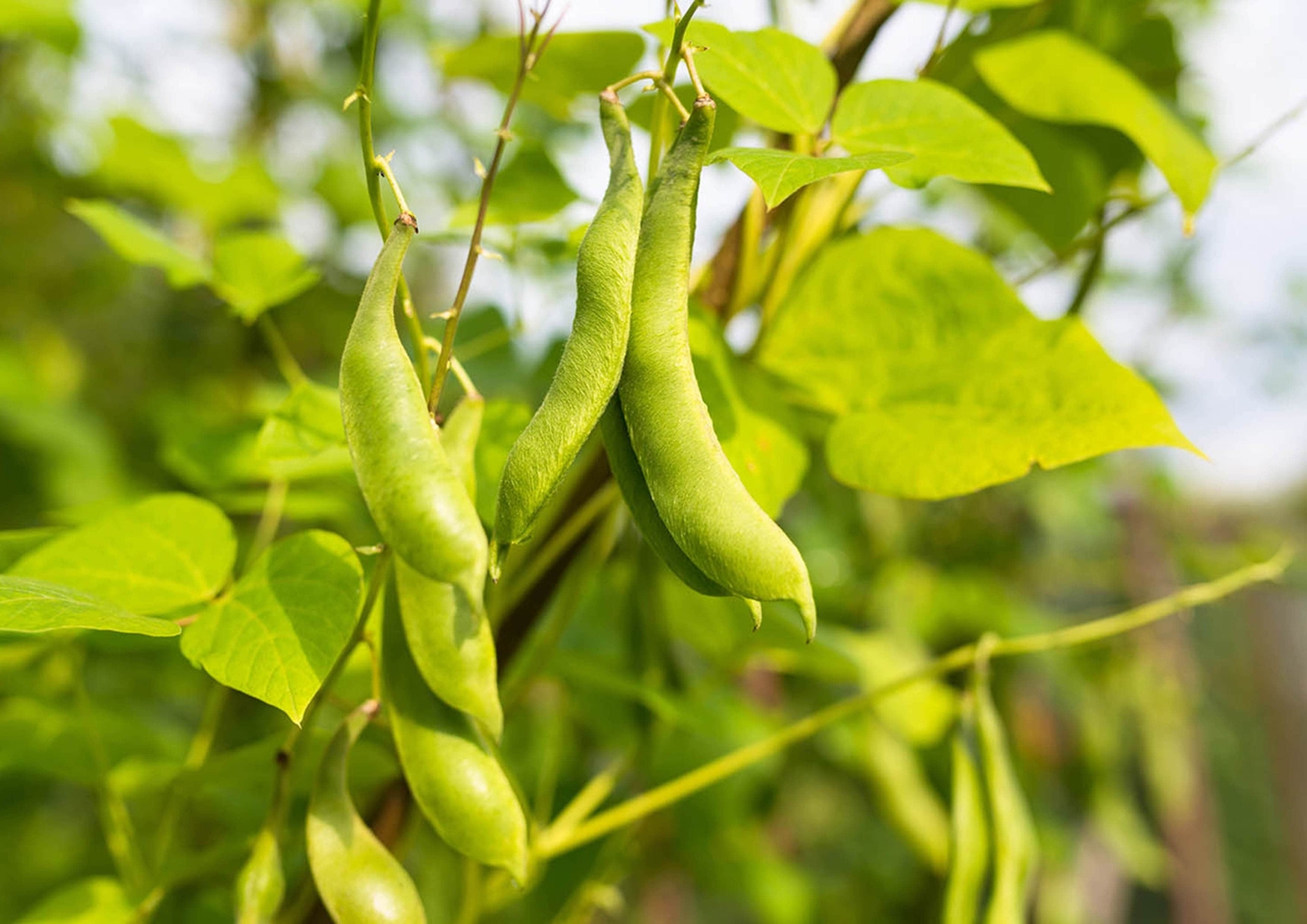 Black Beans – Sproutable, Kosher, Raw, Vegan – by Food To Live