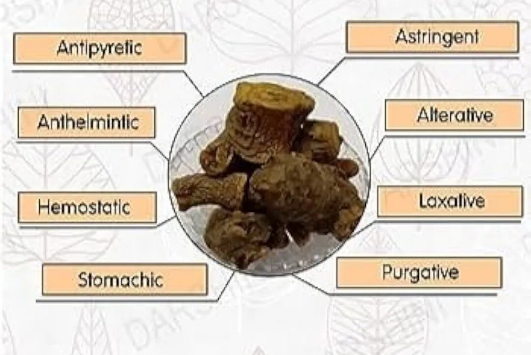 Pure Revan Chini Whole Rheum Emodi Indian Rhubarb Revand Khatai Revanchini Herbs