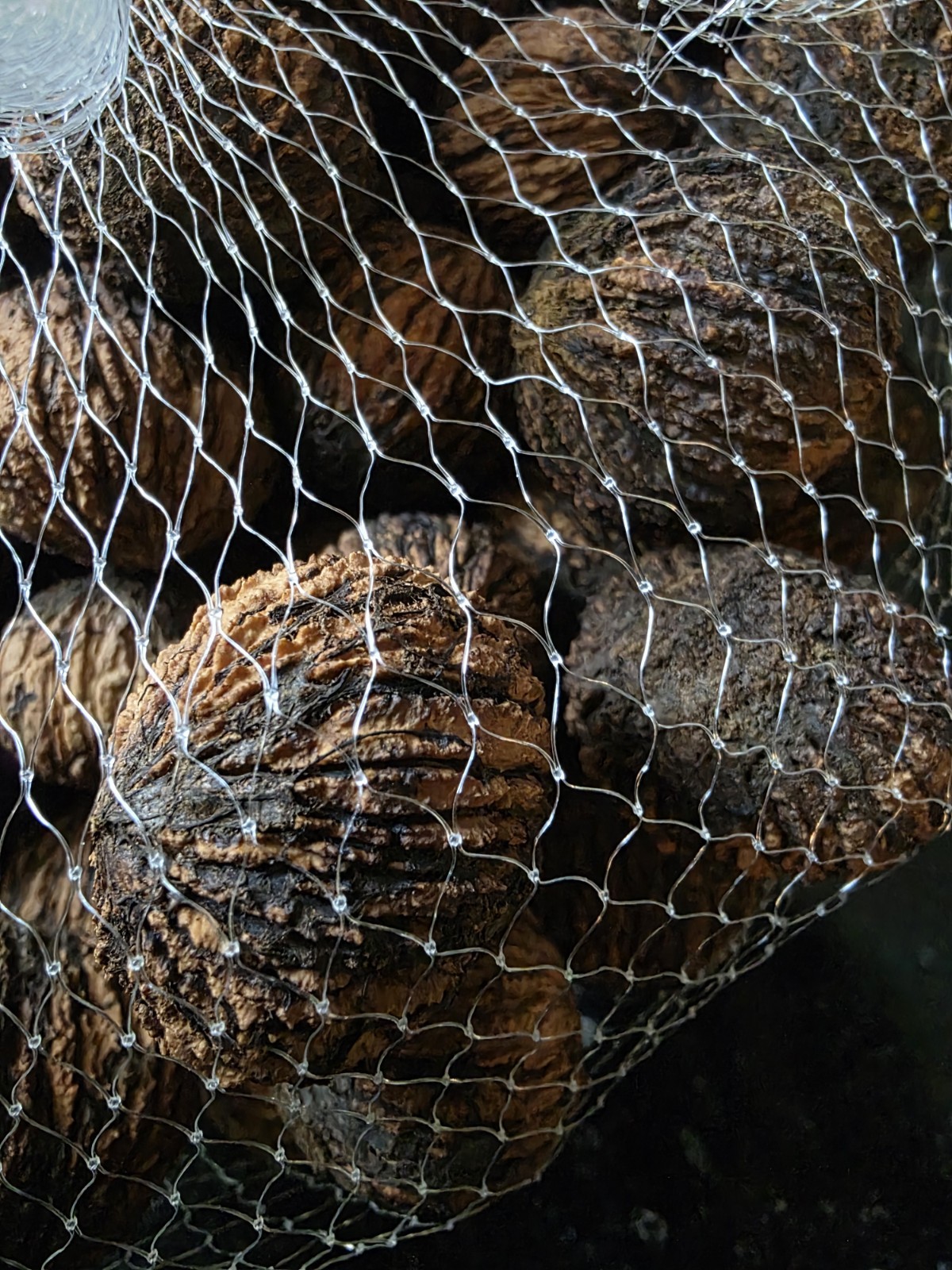 Delicious 2 Ib 2025 Wild Black Walnuts Hulled, Washed, Dried. Organic!