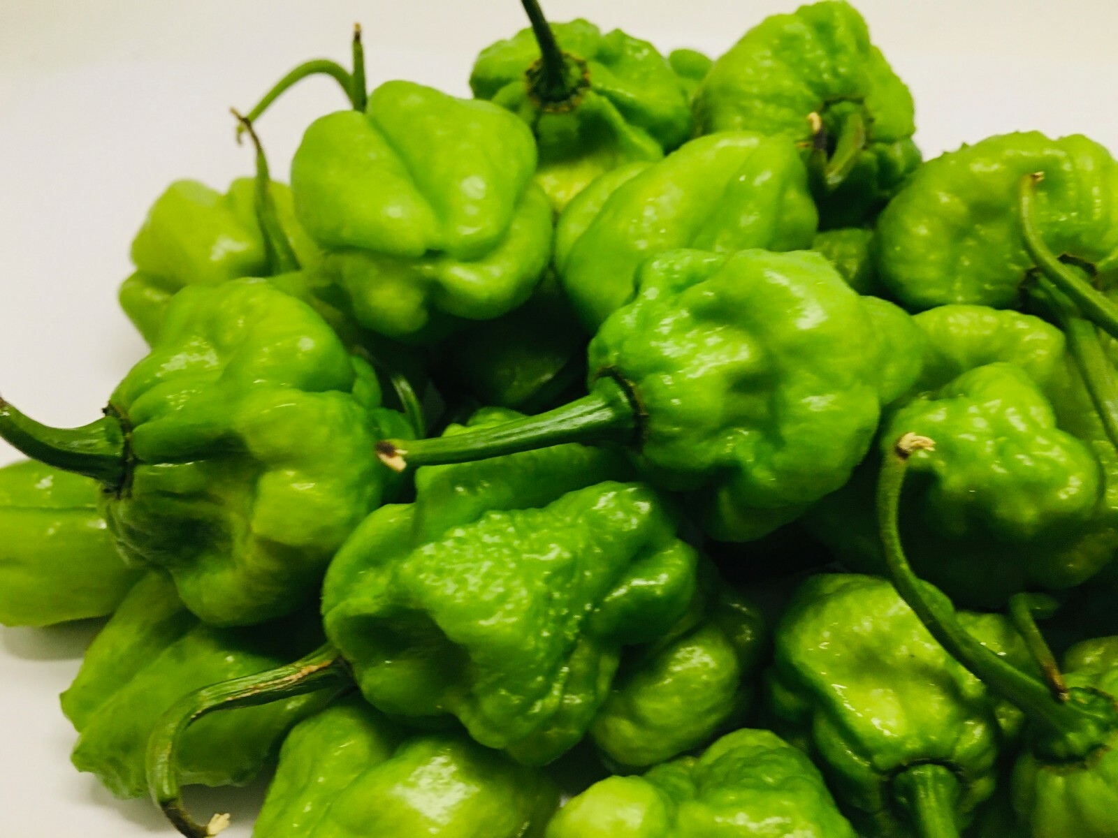 Fresh Green Jamaican Scotch Bonnet Hot Pepper pods – Flavorful and Spicy