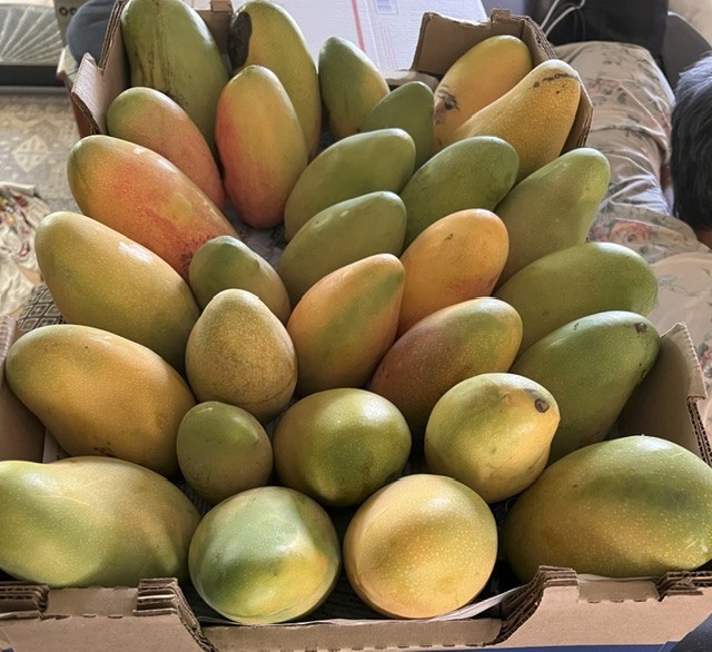 8-9 lbs Valencia Pride fresh mango fruit from Florida