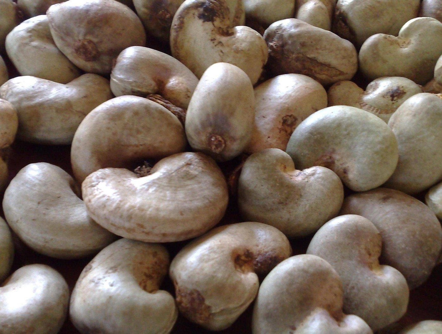 RAW CASHEWS CRUNCHY MILDLY SWEET BAG & FREE SHIPPING PREMIUM QUALITY 18oz(500g)