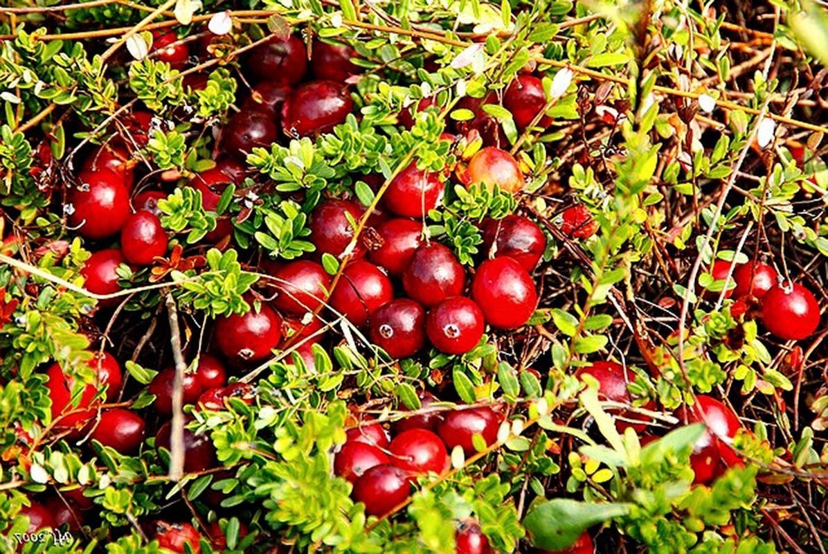 Organic Dried Cranberries – Non-GMO, Kosher, Raw, Vegan – by Food To Live