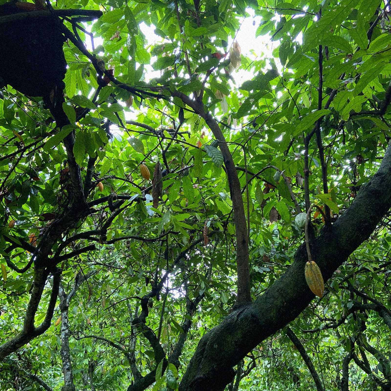 Whole Raw Dried Fino de Aroma-Arriba Cacao Beans from Ecuador.