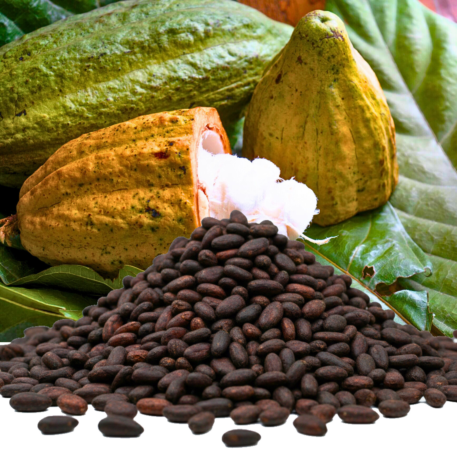 Organic Black Cocoa Beans | Raw Whole Cacao | Superfood for Chocolate & Tea