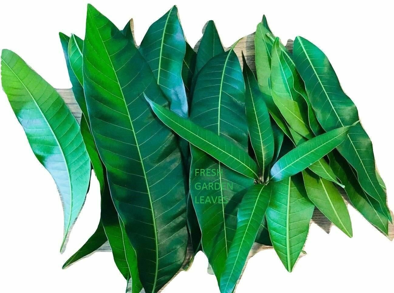 Fresh Mango Leaves Organic All Natural, No Pesticide, No Chemicals from South Fl