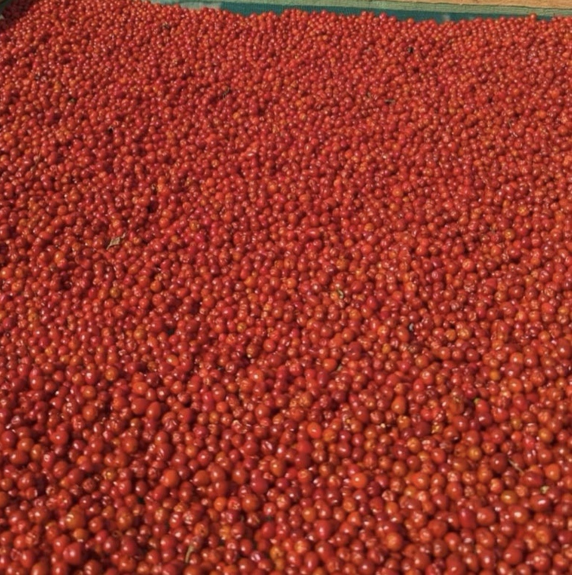 CHILTEPÍN Dried Chile Pepper Bag 2 LBS 100% Natural Quality Free Shipping USA 1