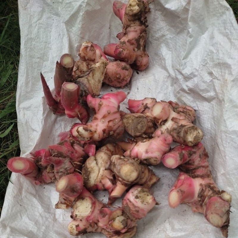 200 Grams Fresh Red Galangal Alpinia Natural Spice – خلنجان خولجان