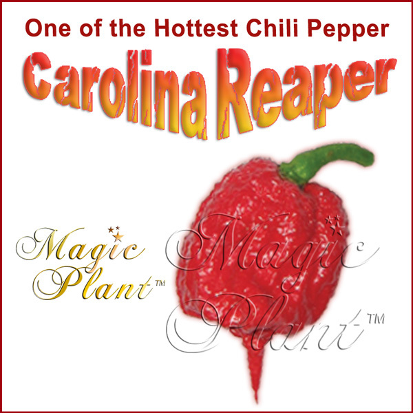 Carolina Reaper Dried Whole Pods – Hottest Reaper Pepper High Quality (6 sizes)