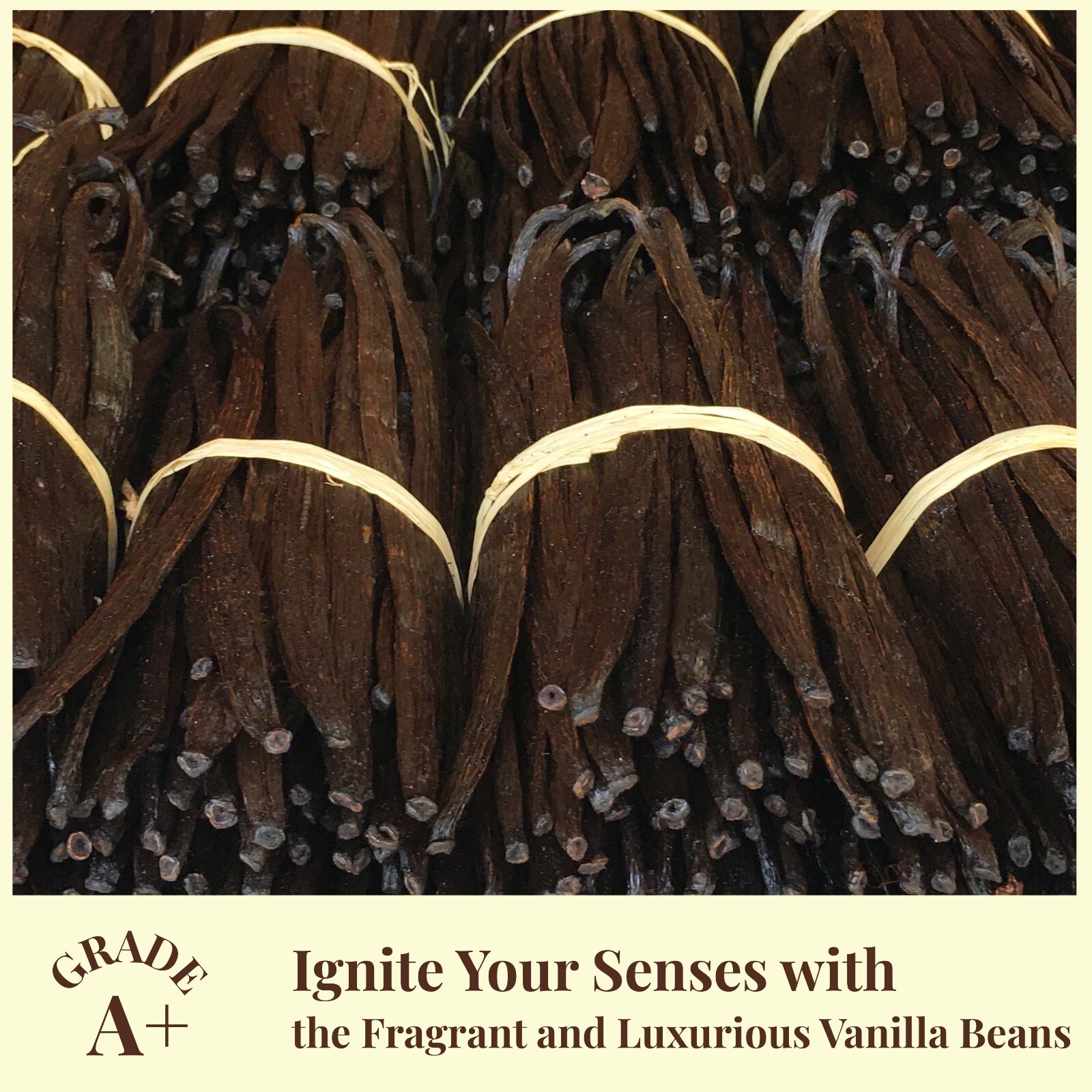 1Lb. Whole Vanilla Beans Grade A – Bulk Vanilla Bean For Making Vanilla Extract