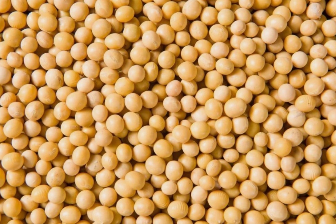 Forest 5 lb. Premium Non-GMO Soybeans (Product of USA) New Crop
