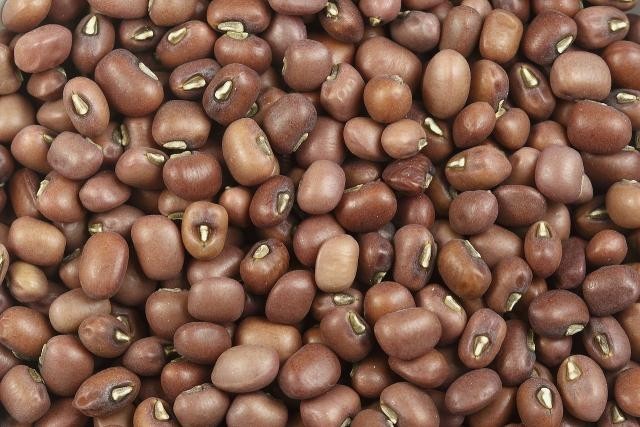 Brown Mung Beans (4 lb) / Bush Bean / Bean Sprouts / Sprouting seeds