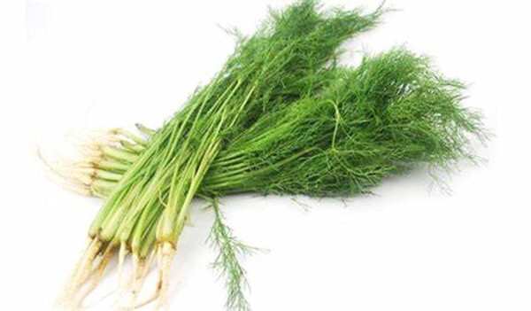 500+Seeds Fennel Seeds Herb 割刀扁茎小茴香种子 2023