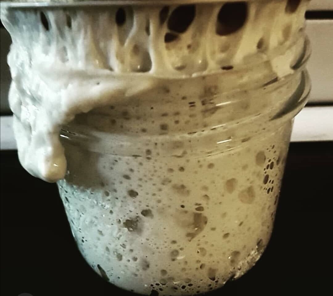 223yr old heirloom San Francisco SOUR STARTER tangy! Strong! Sourdough Organic
