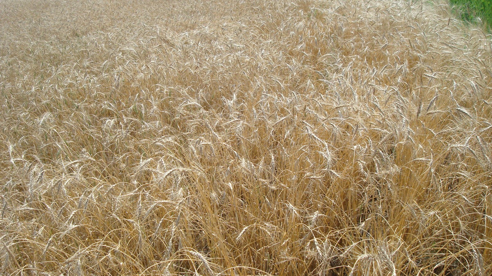 12 Lbs. USDA-Certified Hard Red Winter Wheat Berries