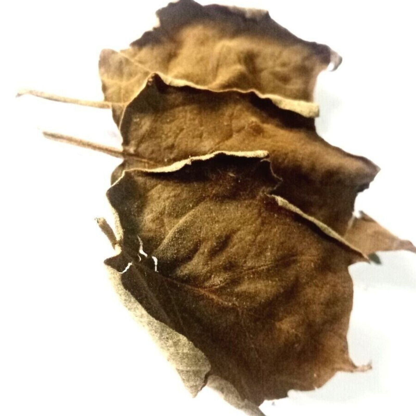 50Og Pure Organic Turkey Berry Leaves Sun Dried (Solanum Torvum) Natural Leaf