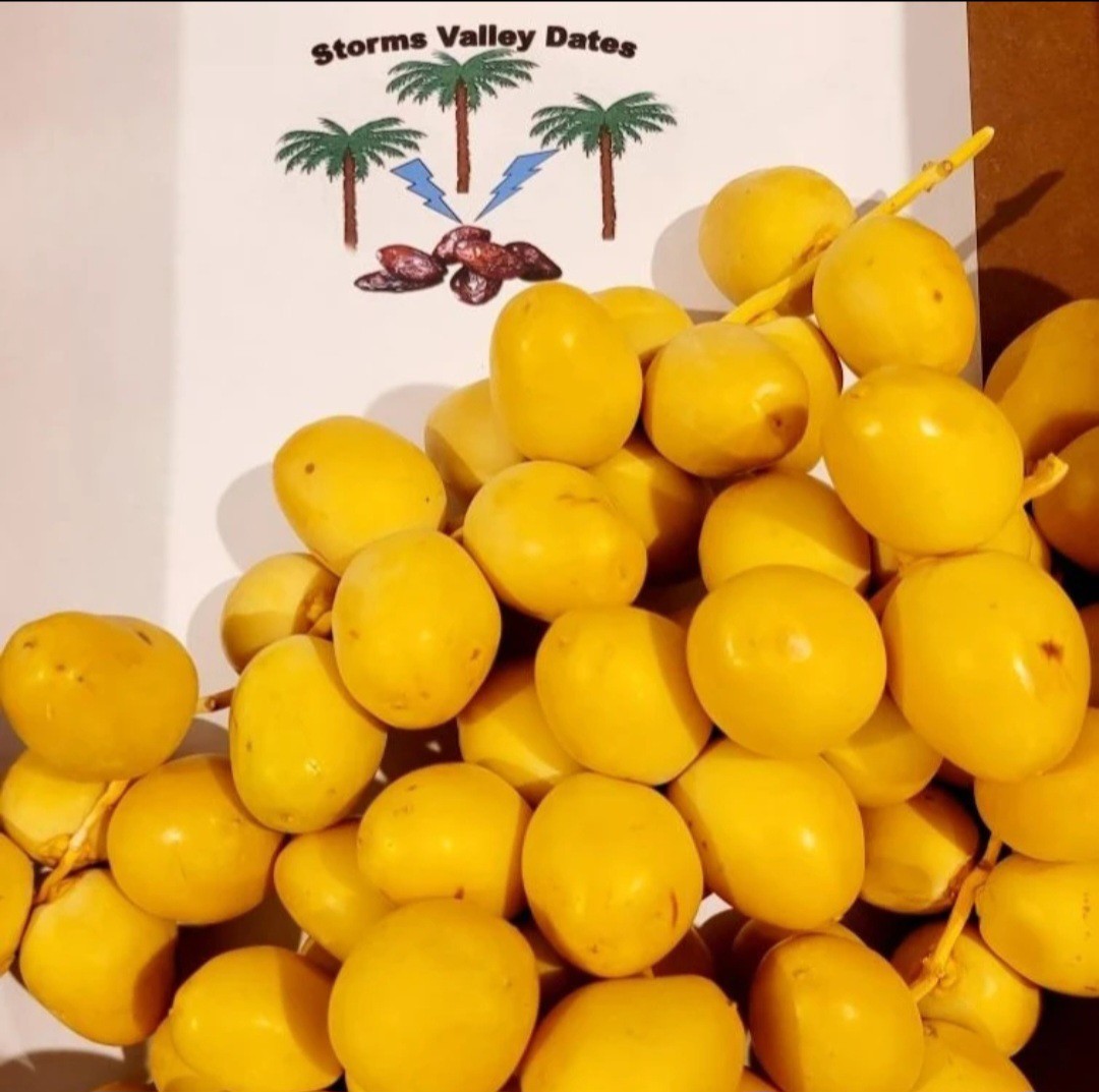 Pre Order 6 Pounds Yellow Barhi Dates