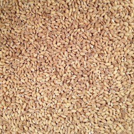Grain Place Foods | Non-GMO Organic Hulled Barley | Made in the USA | 2 lb Bag