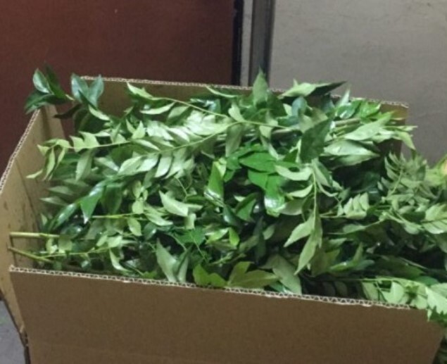 USA Organic Fragrant Fresh CURRY LEAVES Murraya koenigii Herb 50 Stems