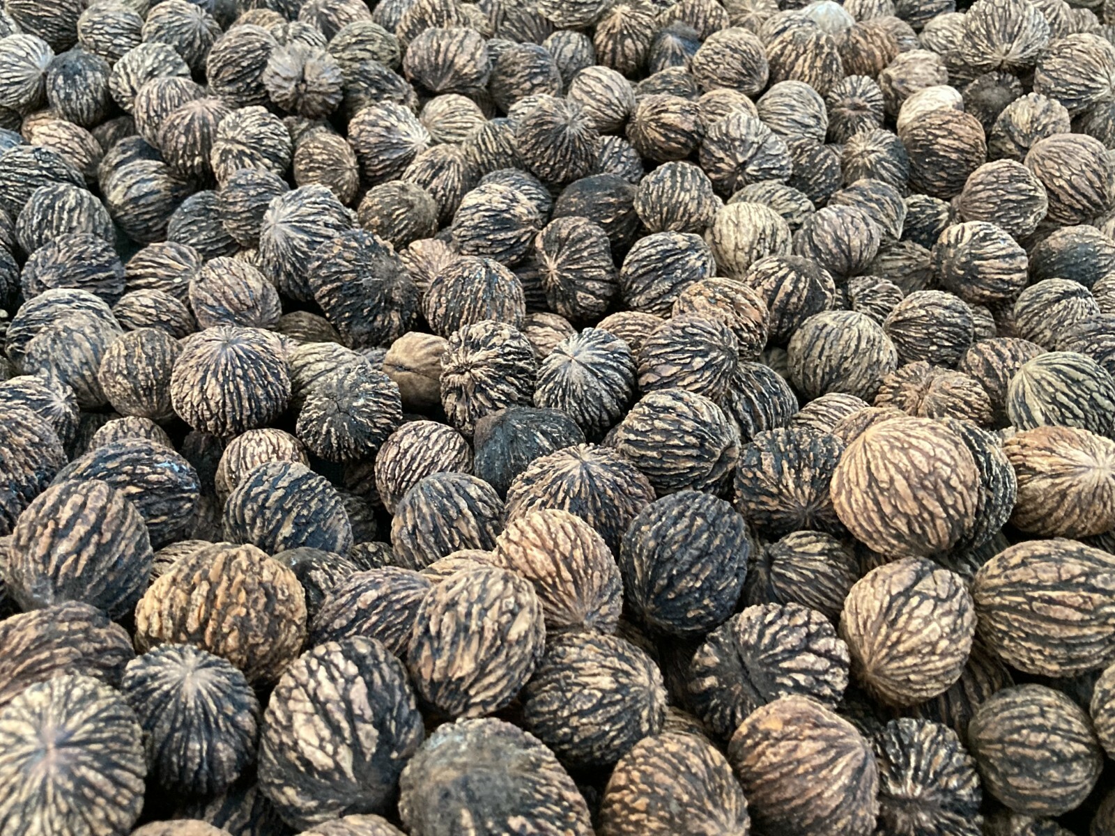 10 Pounds 2025 Organic Wild Black Walnuts Hulled, Washed, Floated & Dried