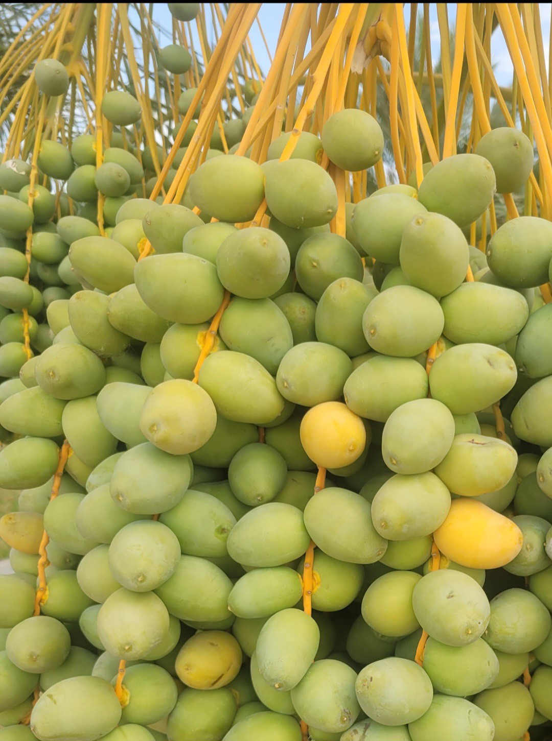 Pre Order 6 Pounds Yellow Barhi Dates
