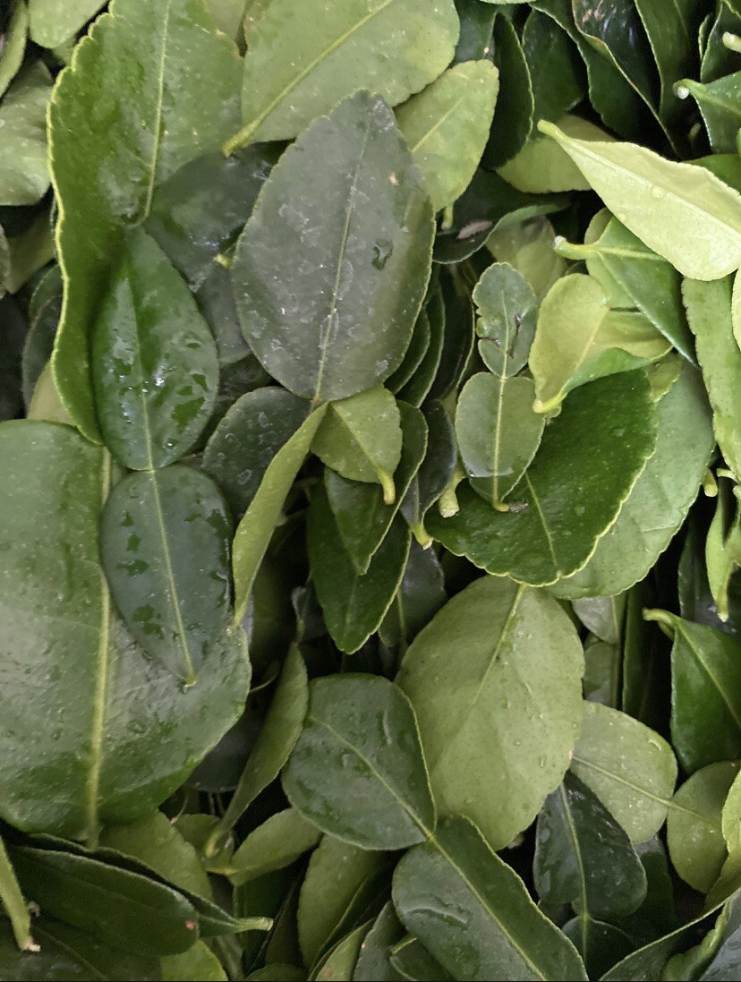 5 Oz FRESH Kaffir Lime Leaves Southeast Asian Herbs ORGANIC