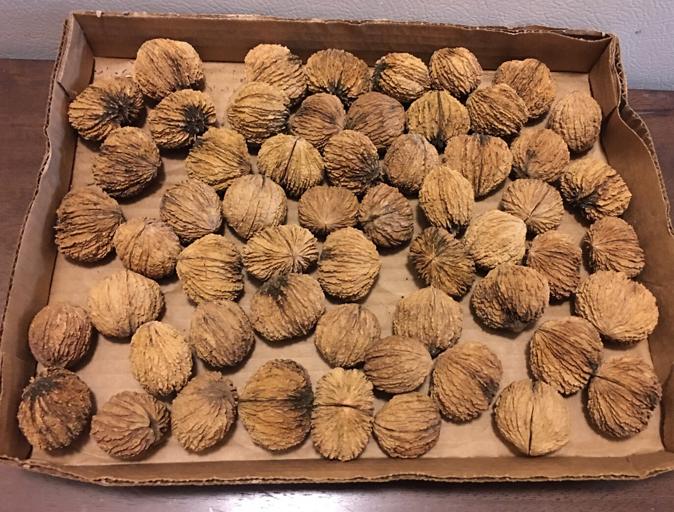 Black Walnuts Hulled and Still in Shell FRESH 2021 Raw Organic Whole Two Pound