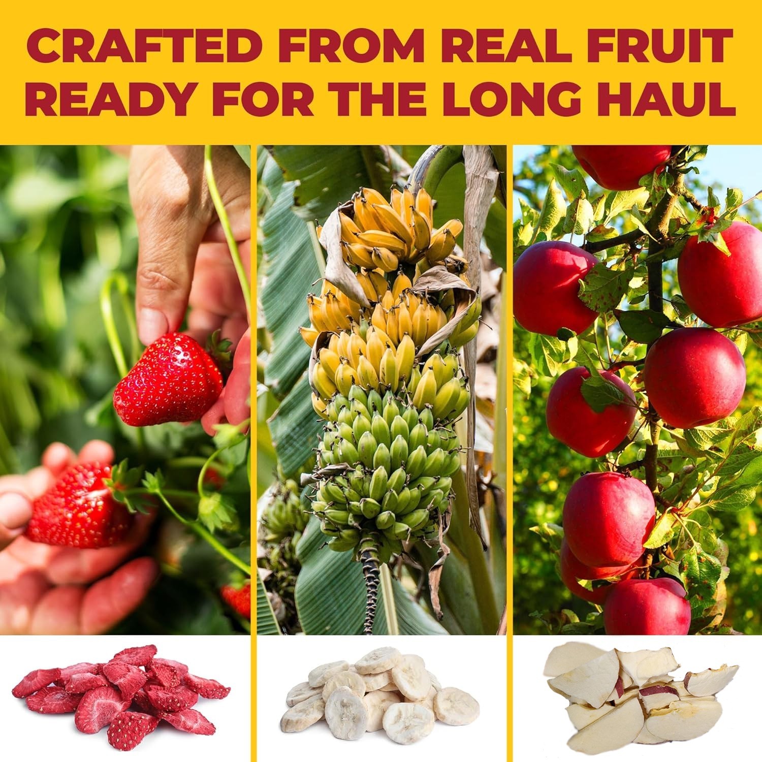 Freeze Dried Fruit Bites No Sugar Added, On-the-Go Snacks for Kids & Adults 1 OZ