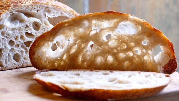 live ZOURDOUGH SOURDOUGH STARTER San Francisco BEAST+ RECIPES-10starters in 1 d