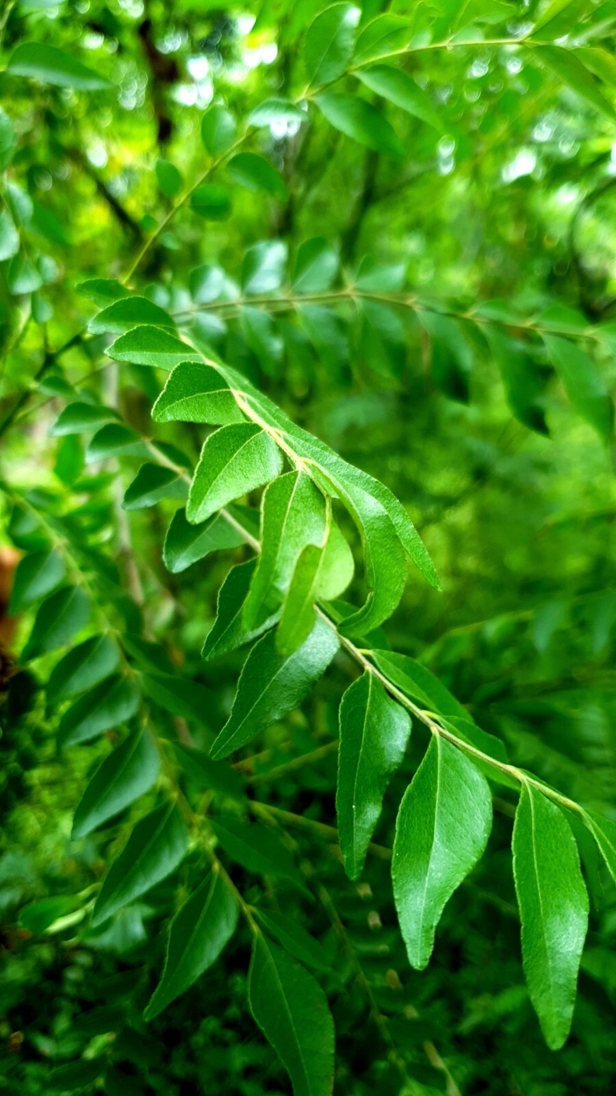Dehydrated curry leaves 100%natural fresh Ceylon product 100g.