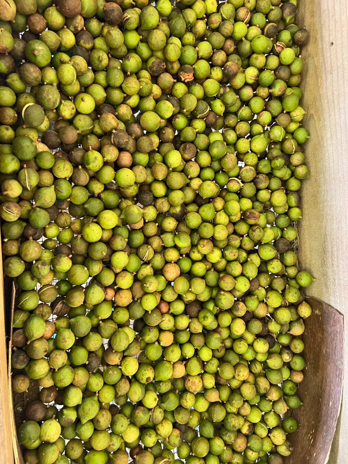 1 lb New Crop Organic Hawaiian Macadamia Nuts Raw in Shell, Keto, Gluten Free