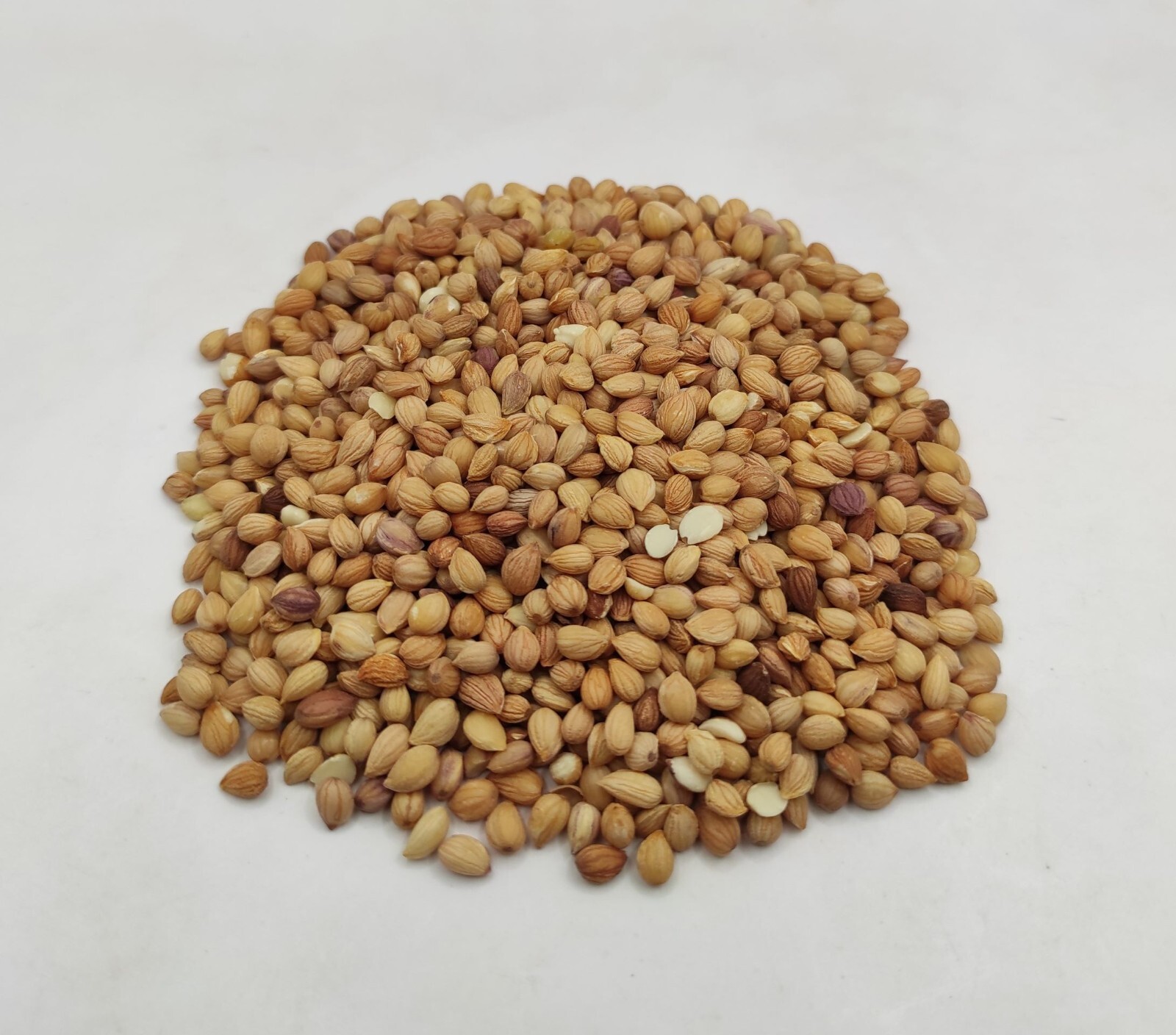 Dried Mahaleb Cherry Seeds Mahlepi 25g(0.9 oz) – 1.95Kg(68.8 oz) Prunus Mahaleb