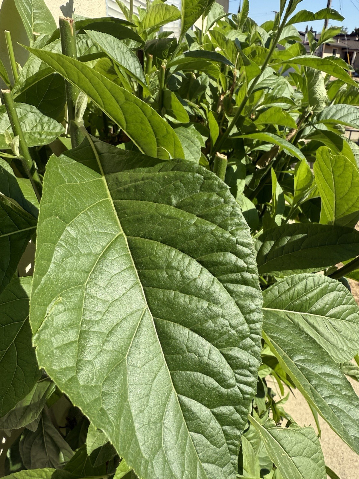 Freshly picked Bitter Leaf- Ewuro / Onugbu /Katu : Vernonia amygdalina