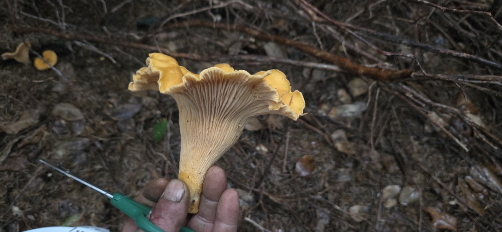 Fresh Organic Golden Chantrelle Mushrooms 100% Natural {1 pound (454 grams)}