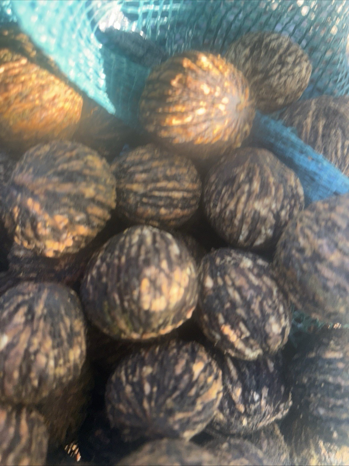10 lbs. “Squirrel Nuts” BLACK WALNUTS in the shell – 2025 crop- Organic