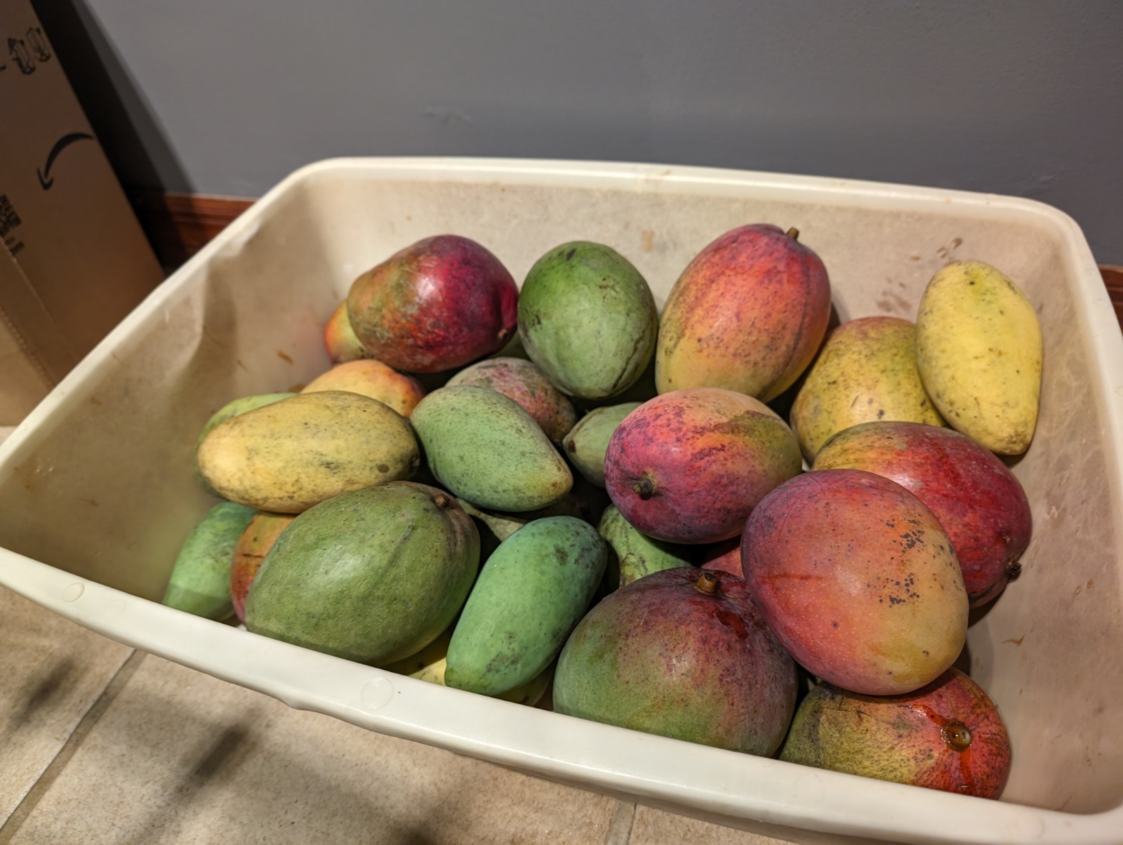 30 lbs – Florida Grown Mango Fruits – Fresh All Natural – No Fungicides
