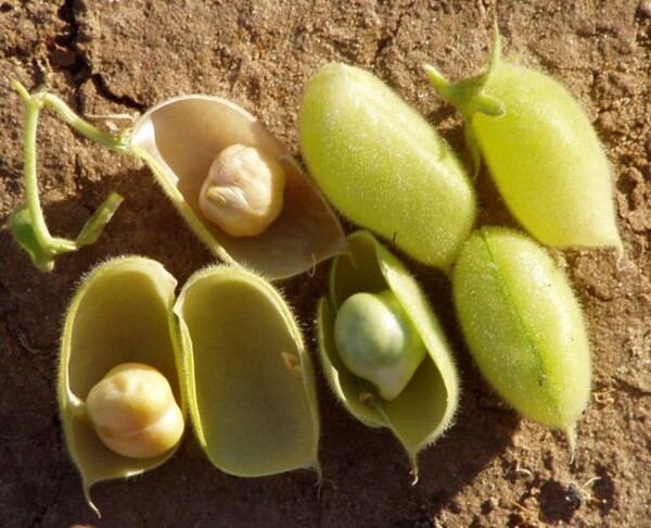 Chickpeas Roasted Salted | 4oz to 5lb | Pure Natural Hand Crafted
