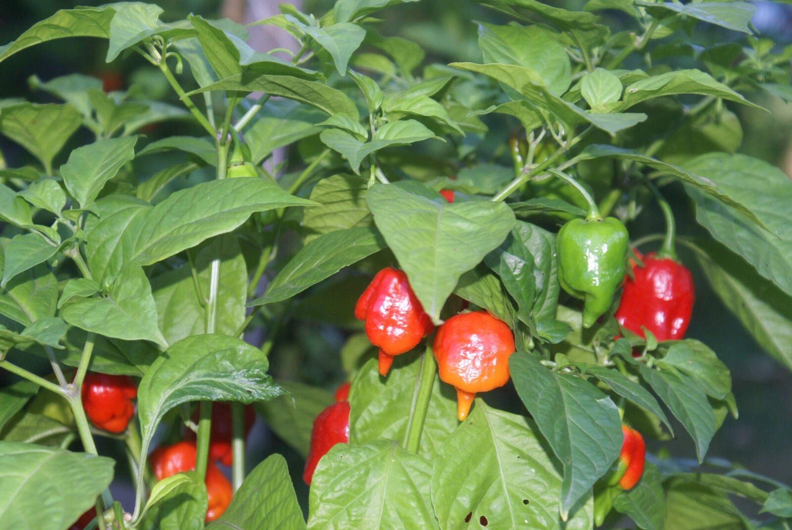 CAROLINA REAPER PEPPER EXTRACT / THREE- 1/2 OZ. BOTTLES+ «IMPOSSIBLE ORANGE»!