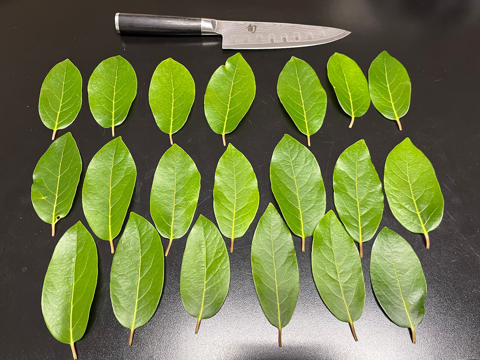 Bay Leaf Tea for Hair 20, Fresh Organic Bay Leaves Leaf, Fresh