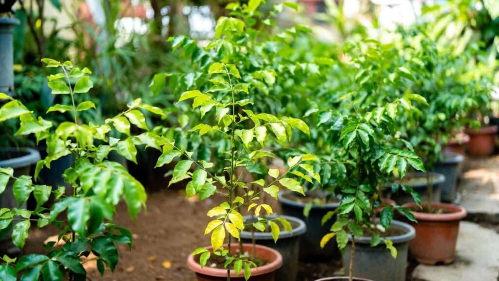 100g Organic Dried Curry Leaves Natural Pure Premium Cooking Herbs Free Shipping