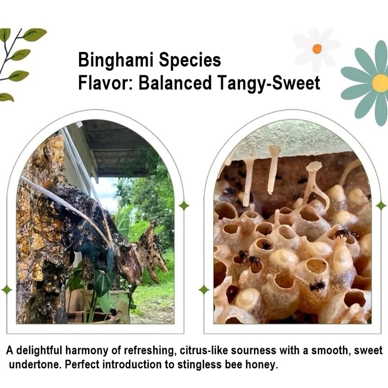 100% Pure Stingless Bee Honey Discovery Set – 5 Rare Species x 25ml – Nature’s H