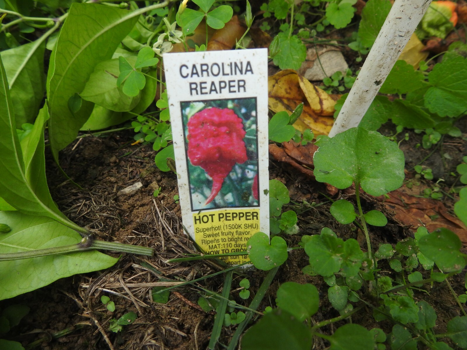 THREE OUNCE Carolina Reaper Pepper Powder, flakes and seeds 84 grams Superhot