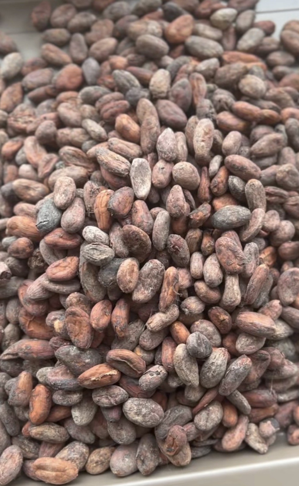 raw whole cocoa seed-1lb. 100% natural
