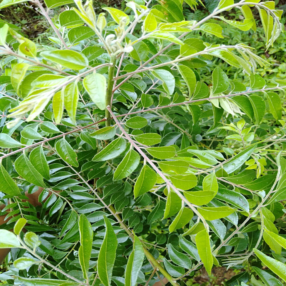 Clean Dried Curry leaves Leaf 50g Ceylon 100 % Natural Fresh & Organic Sri lanka