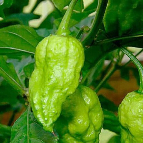 GREEN!!! Ghost Chili Powder | Bhut Jolokia Pepper Powder (5 size variations)