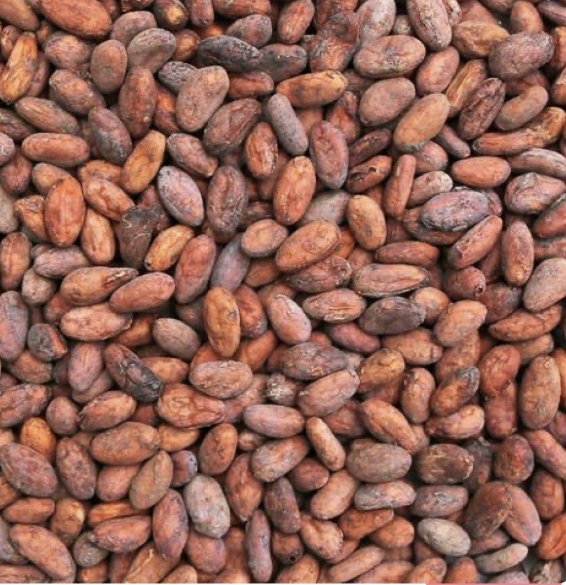 Premium Roasted Cacao Beans in Shell – Whole Cocoa Beans
