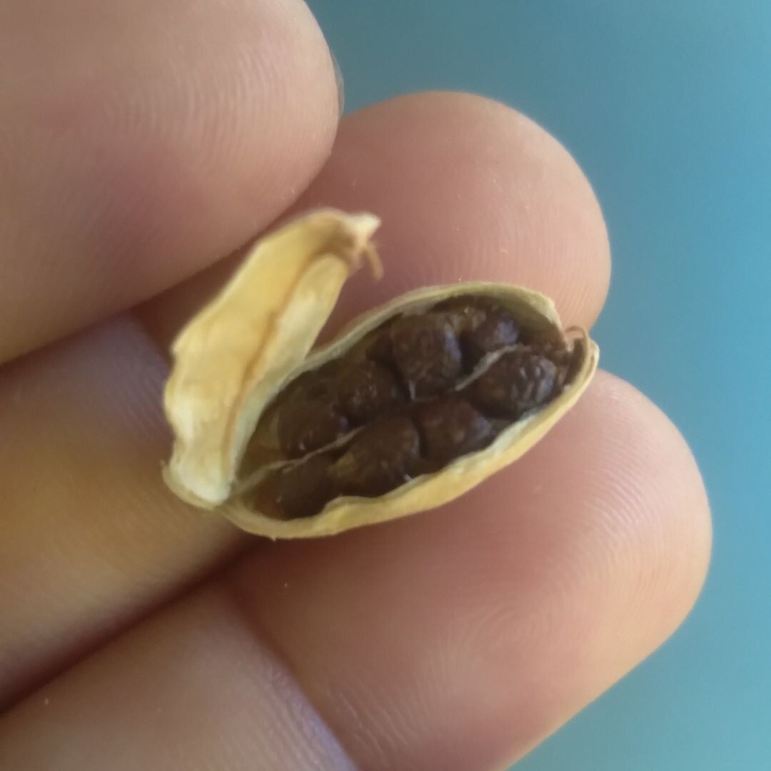 Organic Dried Cardamom (enasal) seeds 8 seeds Small Pack Spice Free Shipping H/Q